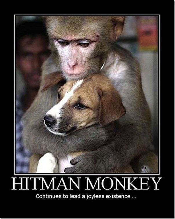 hitman_monkey